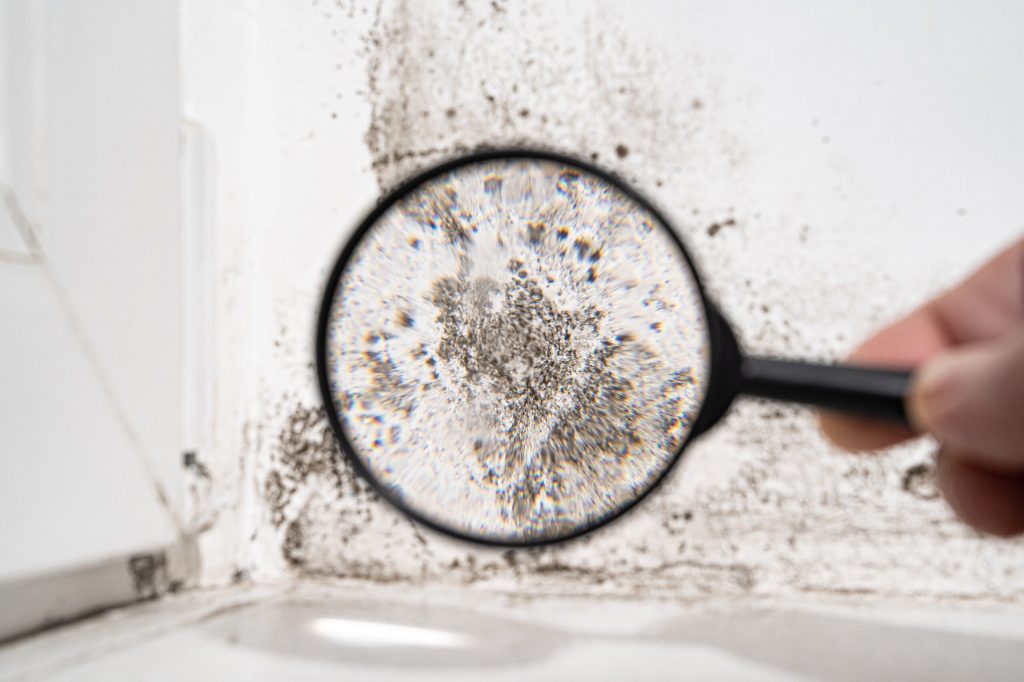 The Moldy Truth: How Black Mold Could Be Causing All Your&nbsp;Symptoms